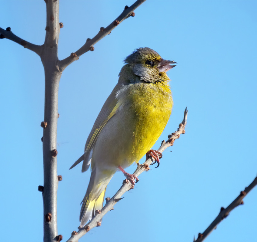 Фотографія Зеленяк звичайний, самець (Chloris chloris) / Igor Chervonenko / photographers.ua