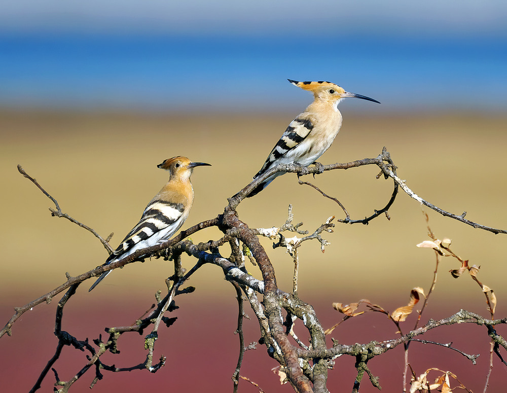 Фотографія Одуди / Igor Chervonenko / photographers.ua