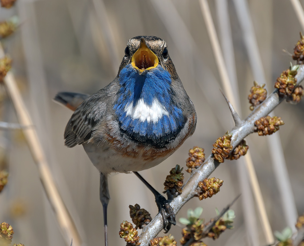 Фотографія Соліст / Igor Chervonenko / photographers.ua