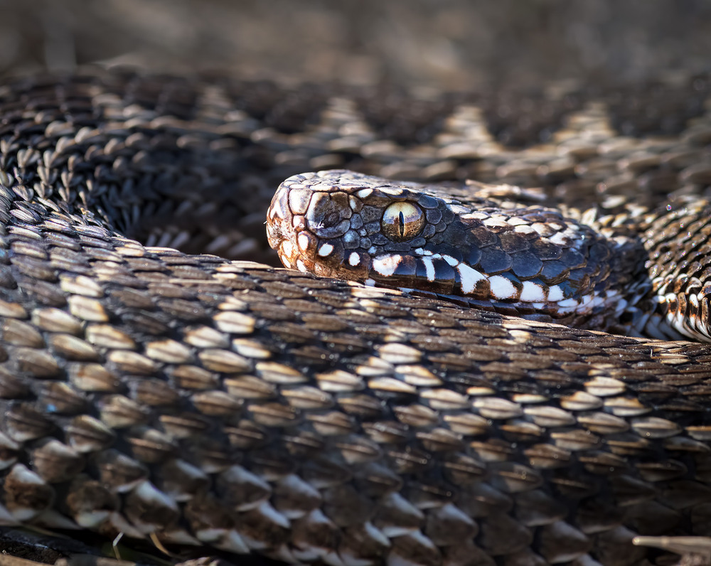Фотографія Гадюка степова, або гадюка Ренарда (Vipera renardi) / Igor Chervonenko / photographers.ua