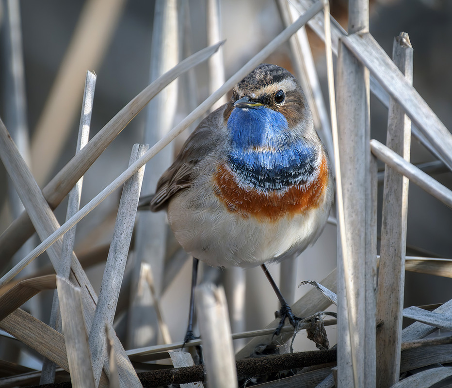 Фотографія Мешканець рогозових чагарів. / Igor Chervonenko / photographers.ua