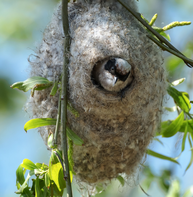Фотографія Весняні турботи / Igor Chervonenko / photographers.ua