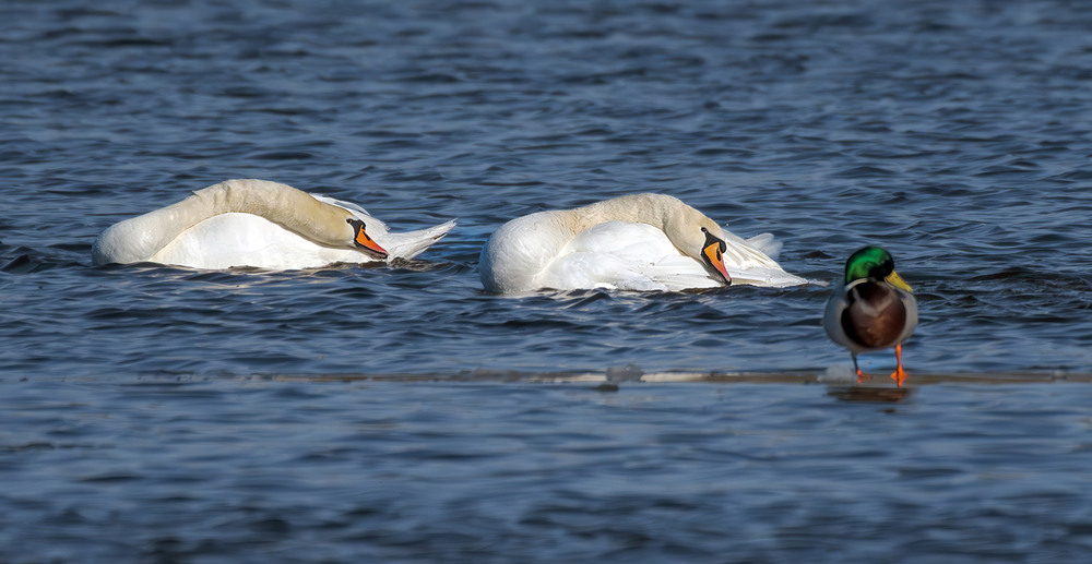 Фотографія "Коня кують, а жаба і собі лапу підставляє" / Igor Chervonenko / photographers.ua