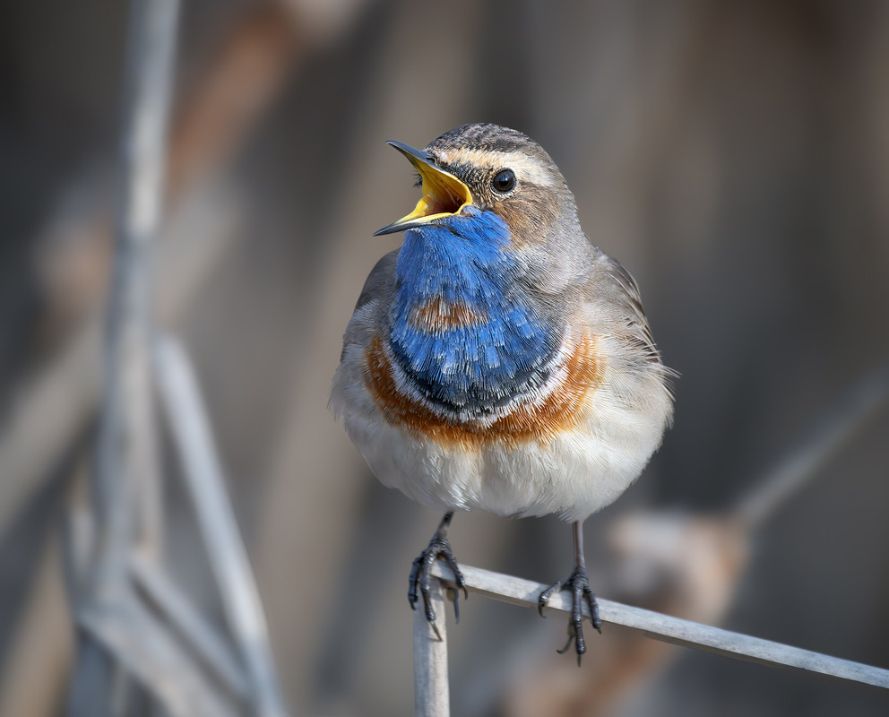Фотографія Ще про синьошийку / Igor Chervonenko / photographers.ua