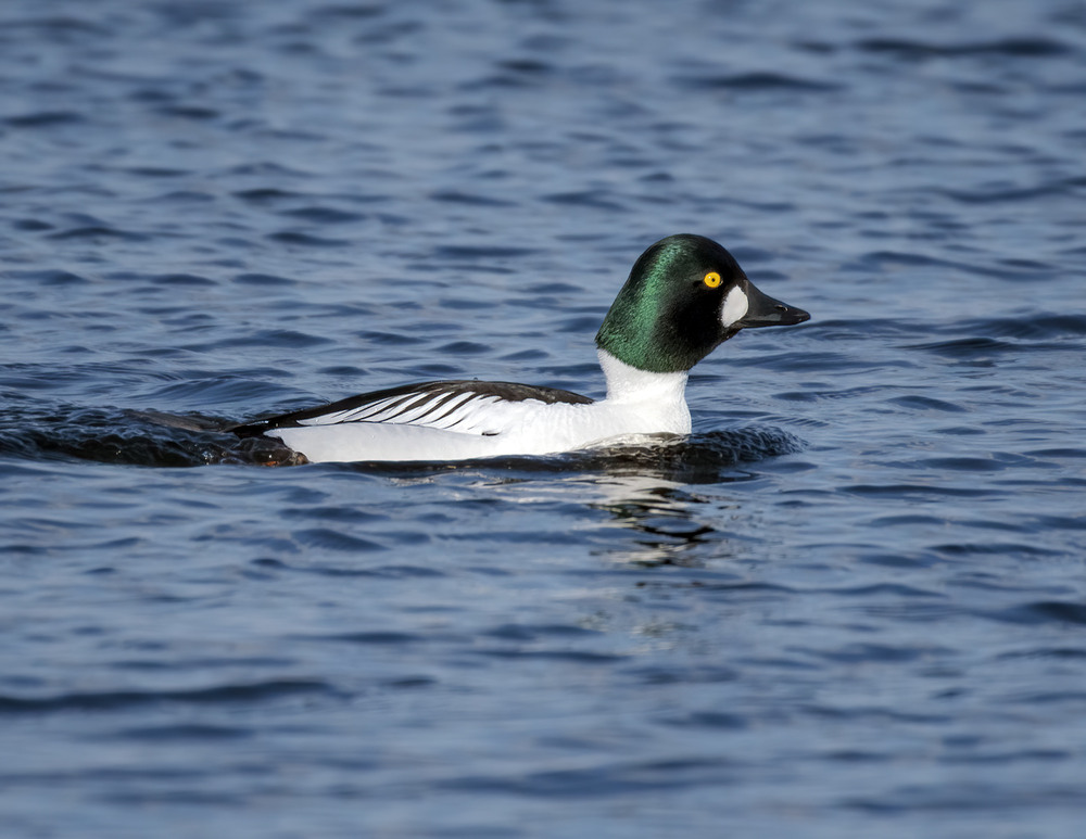 Фотографія Гоголь зеленоголовий, самець (Bucephala clangula) / Igor Chervonenko / photographers.ua