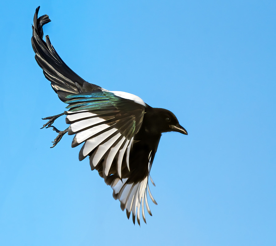 Фотографія Пілотаж / Igor Chervonenko / photographers.ua