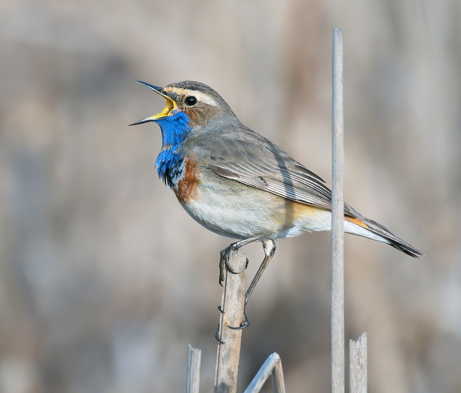 Фотографія Соліст / Igor Chervonenko / photographers.ua