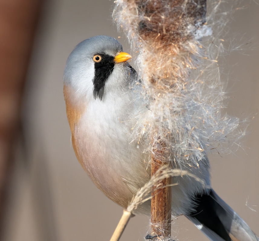 Фотографія Синиця вусата, самець (Panurus biarmicus) / Igor Chervonenko / photographers.ua