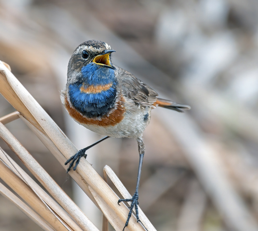 Фотографія Тенор / Igor Chervonenko / photographers.ua