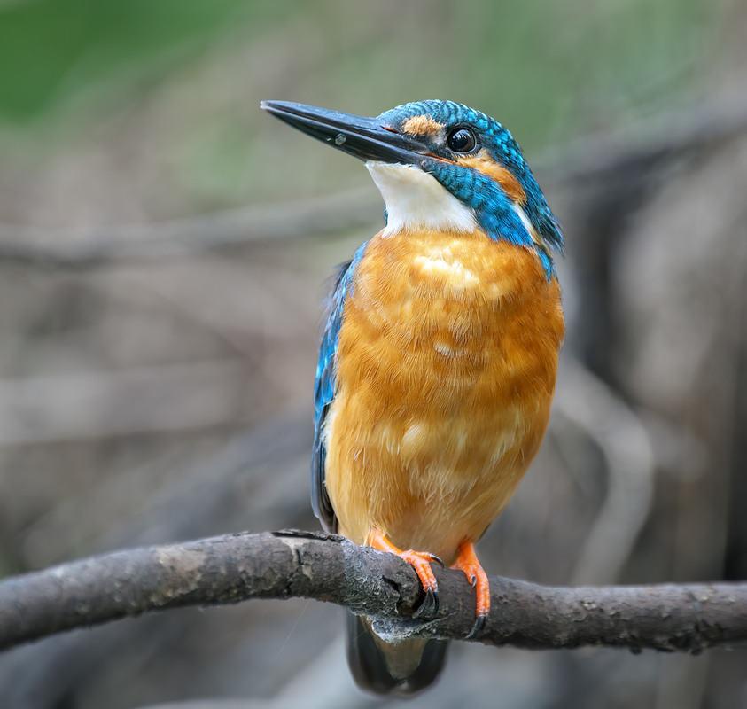 Фотографія Рибалочка блакитний (Alcedo atthis) / Igor Chervonenko / photographers.ua