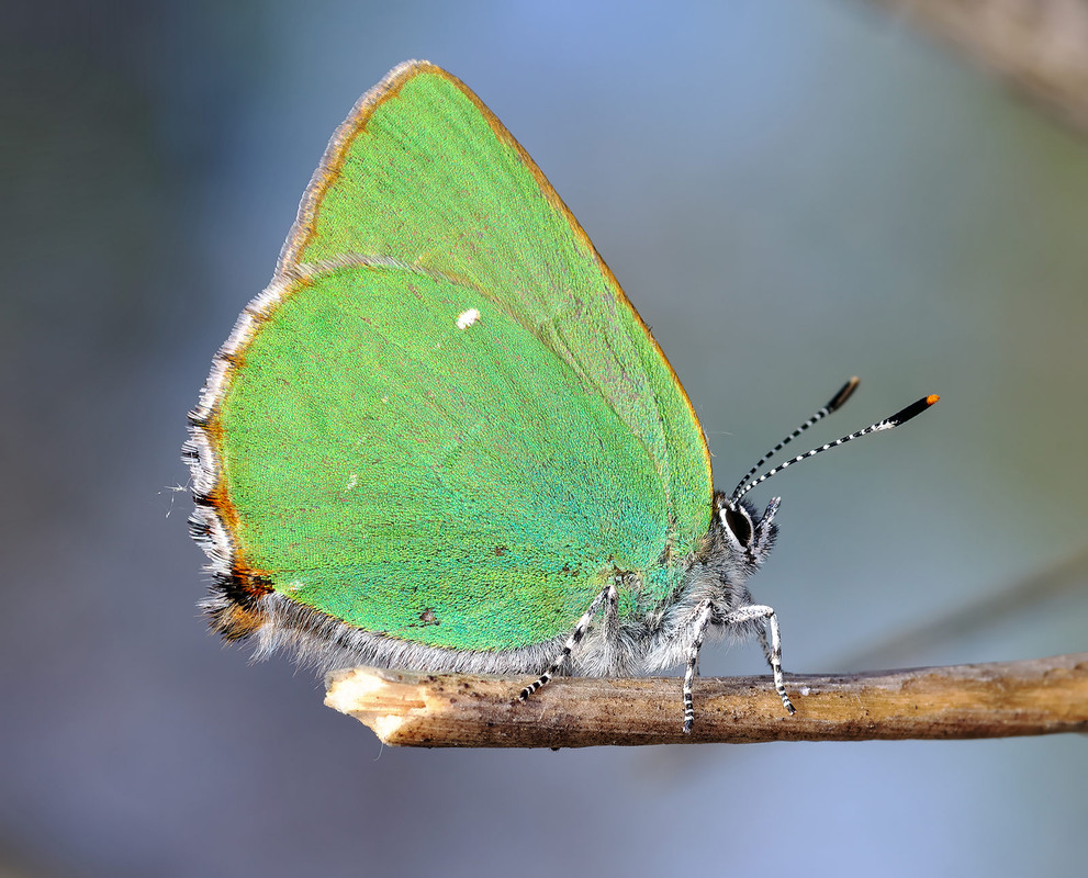 Фотографія Хвостюшок підзелень / Igor Chervonenko / photographers.ua