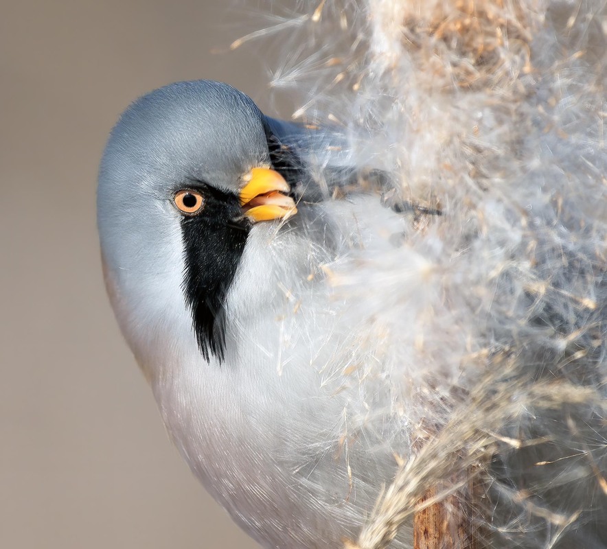 Фотографія Дрібненькі такі харчі / Igor Chervonenko / photographers.ua