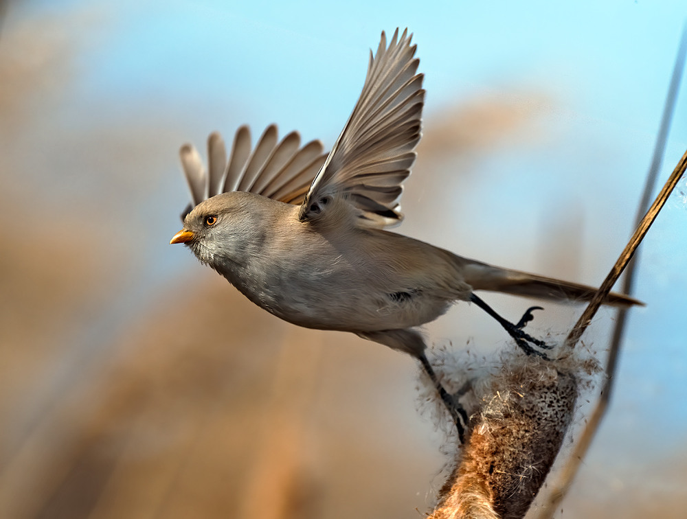 Фотографія ...але обіцяла повернутись... / Igor Chervonenko / photographers.ua
