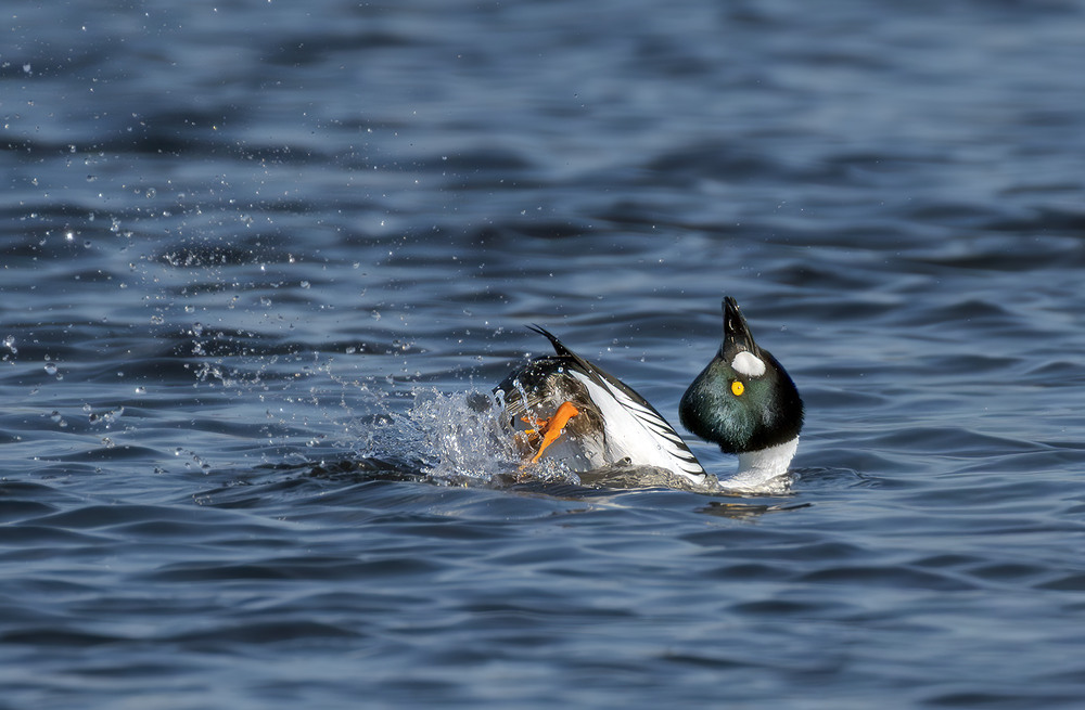 Фотографія Весняні танці / Igor Chervonenko / photographers.ua