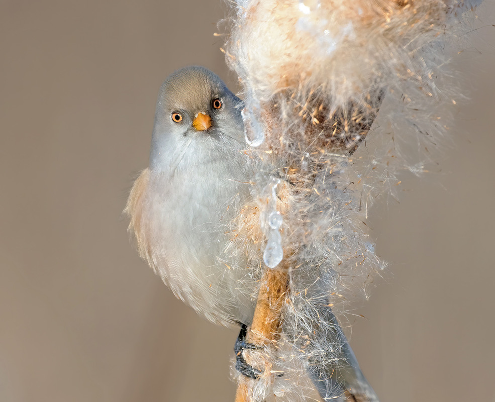 Фотографія Синиця вусата, самка (Panurus biarmicus) / Igor Chervonenko / photographers.ua