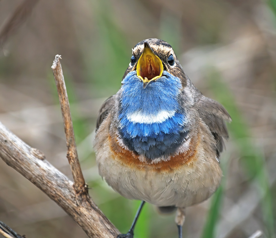 Фотографія Ранковий співак / Igor Chervonenko / photographers.ua