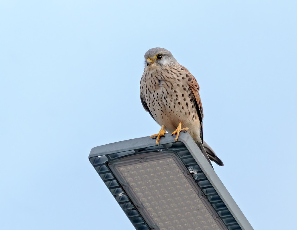 Фотографія Боривітер звичайний (Falco tinnunculus) / Igor Chervonenko / photographers.ua