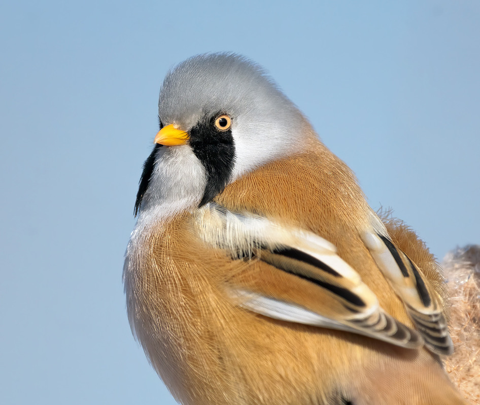 Фотографія Ну, так - не орел... Але ж погляд який! / Igor Chervonenko / photographers.ua