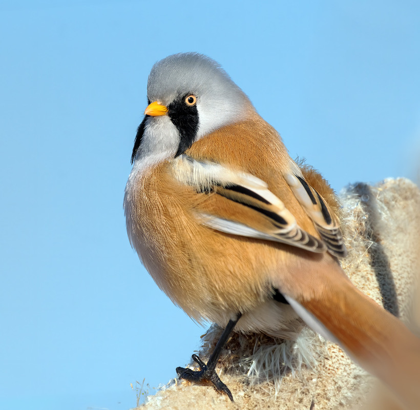 Фотографія Синиця вусата, самець (Panurus biarmicus) / Igor Chervonenko / photographers.ua