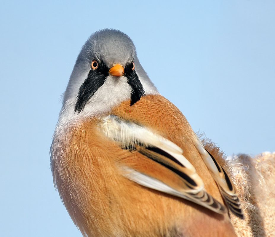Фотографія Ну, майже орел! Тільки маленький :( / Igor Chervonenko / photographers.ua
