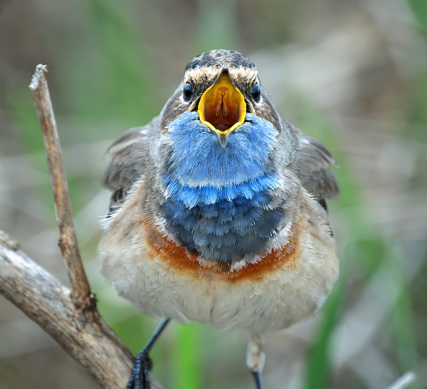 Фотографія Весна, ти де!? / Igor Chervonenko / photographers.ua