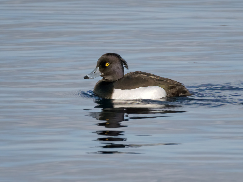 Фотографія Чернь чубата (Aythya fuligula) / Igor Chervonenko / photographers.ua