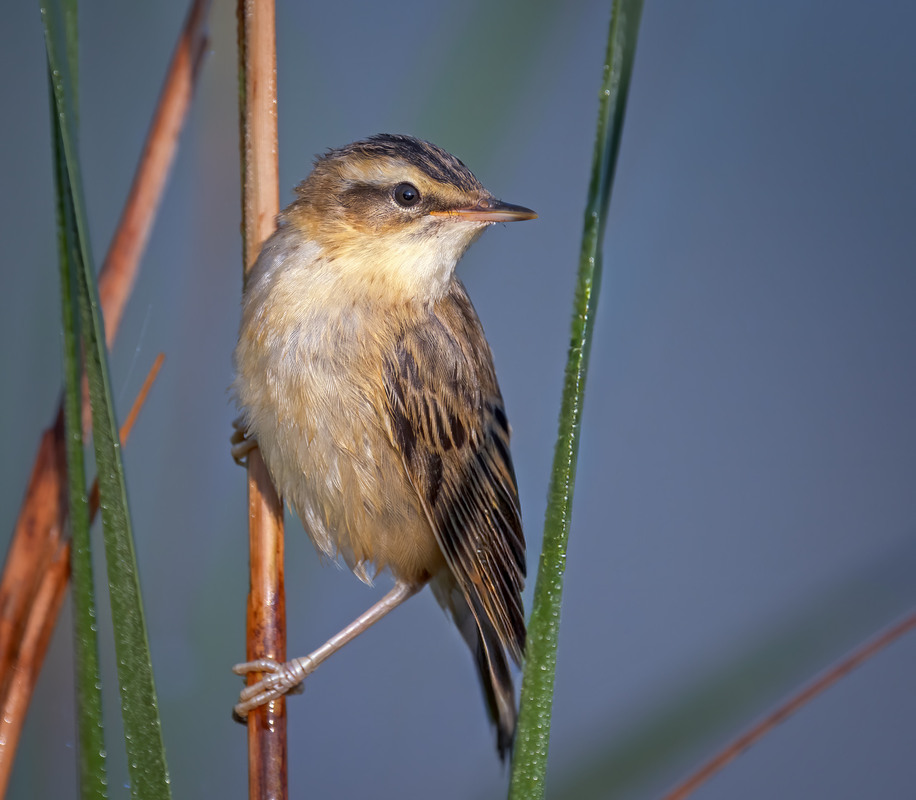 Фотографія Очеретянка лучна (Acrocephalus schoenobaenus) / Igor Chervonenko / photographers.ua