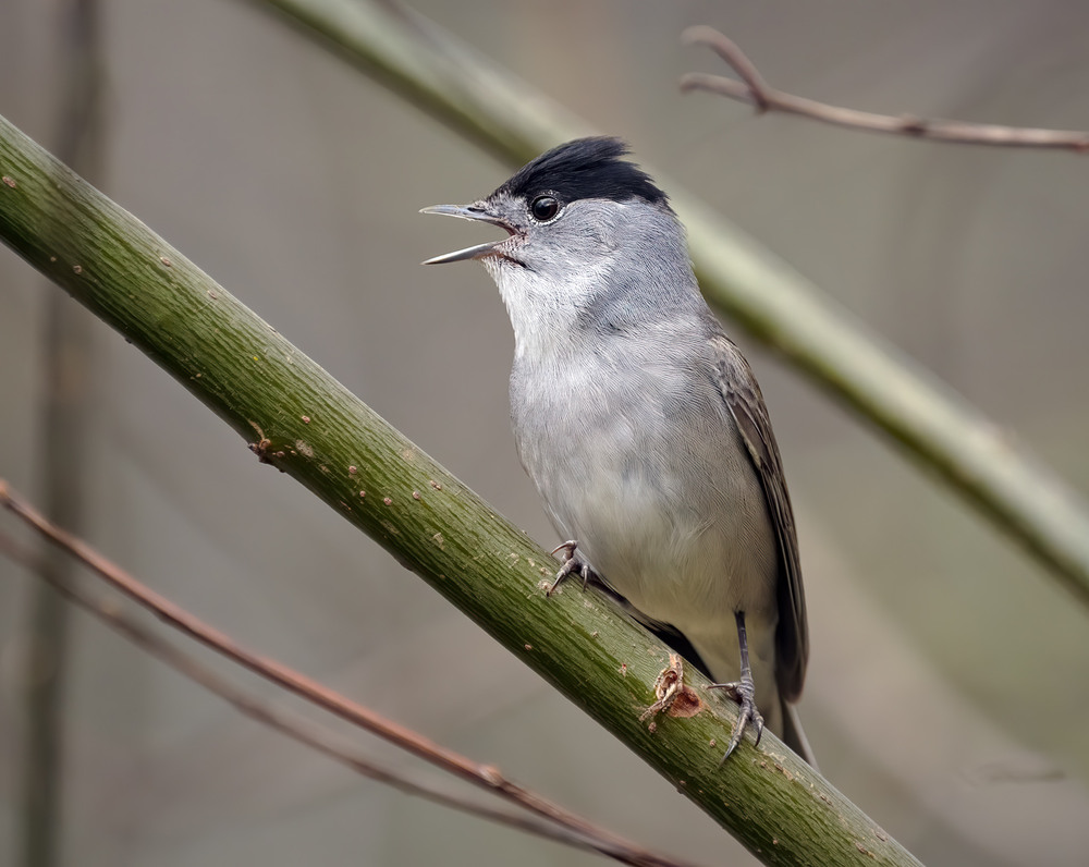 Фотографія Кропив'янка чорноголова (Sylvia atricapilla) / Igor Chervonenko / photographers.ua