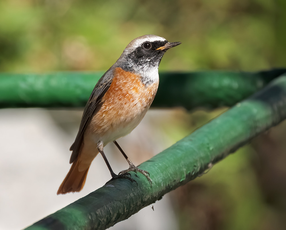 Фотографія Горихвістка звичайна (Phoenicurus phoenicurus) / Igor Chervonenko / photographers.ua