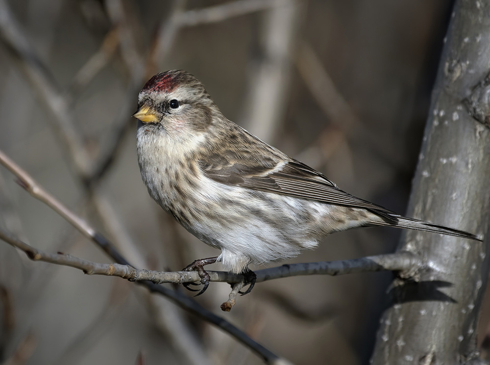 Фотографія Чечітка звичайна, самка (Acanthis flammea) / Igor Chervonenko / photographers.ua