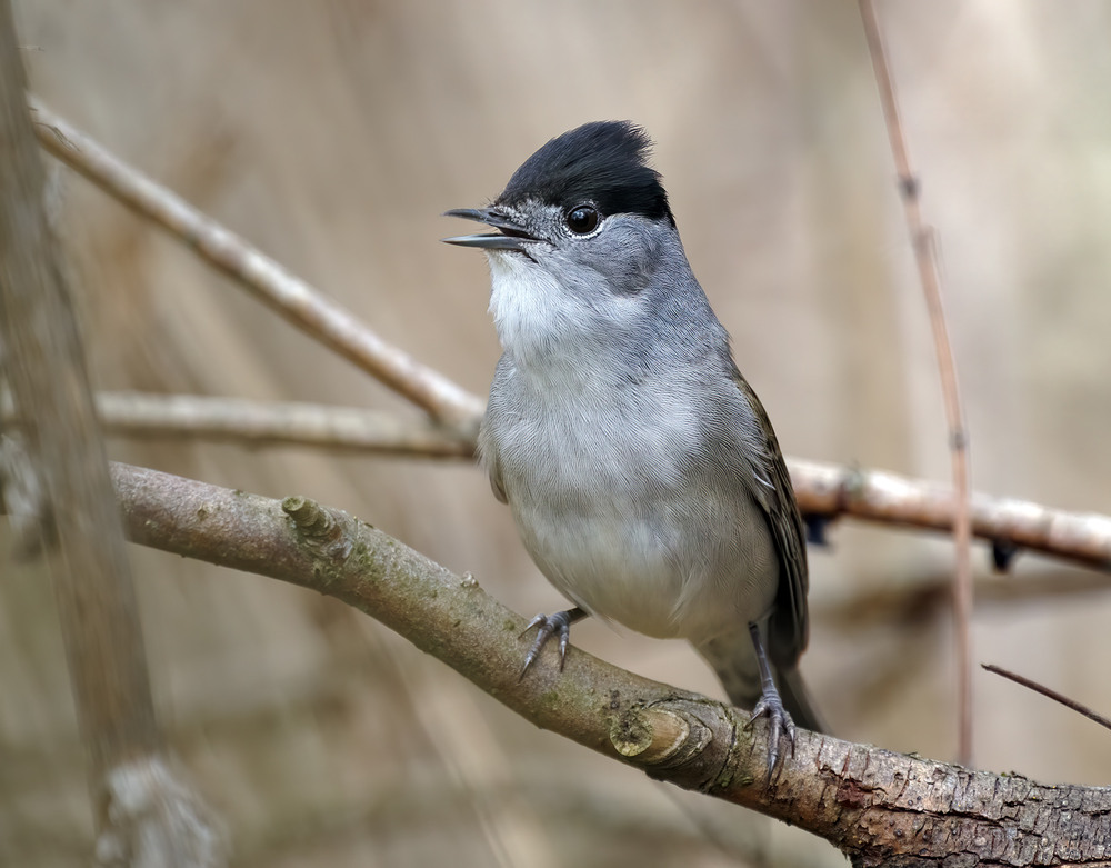 Фотографія Кропив'янка чорноголова (Sylvia atricapilla) / Igor Chervonenko / photographers.ua