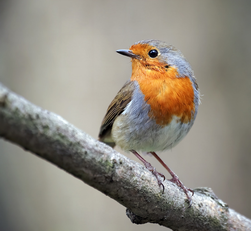 Фотографія Вільшанка (Erithacus rubecula) / Igor Chervonenko / photographers.ua