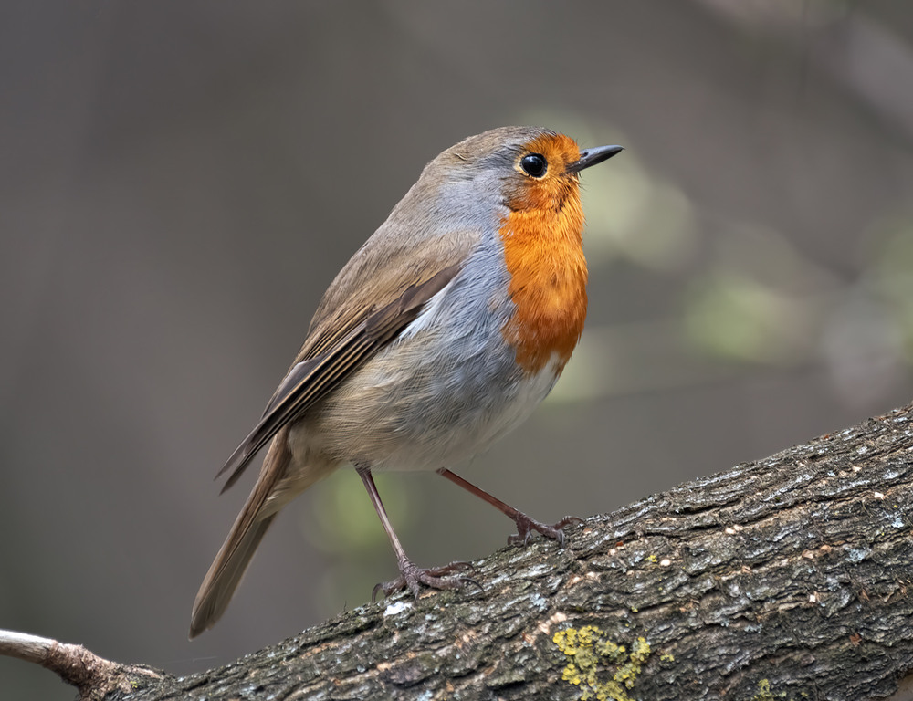 Фотографія Вільшанка (Erithacus rubecula) / Igor Chervonenko / photographers.ua