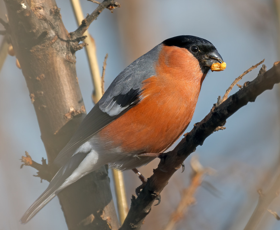 Фотографія Снігур (Pyrrhula pyrrhula) / Igor Chervonenko / photographers.ua