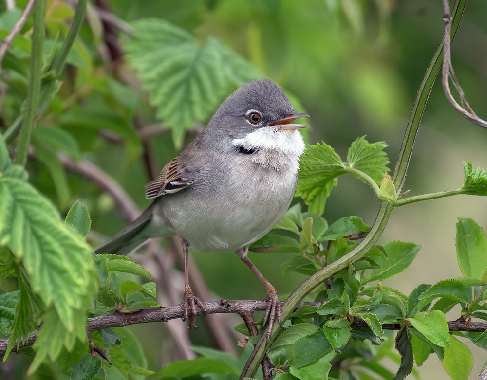 Фотографія Співак з ожини / Igor Chervonenko / photographers.ua
