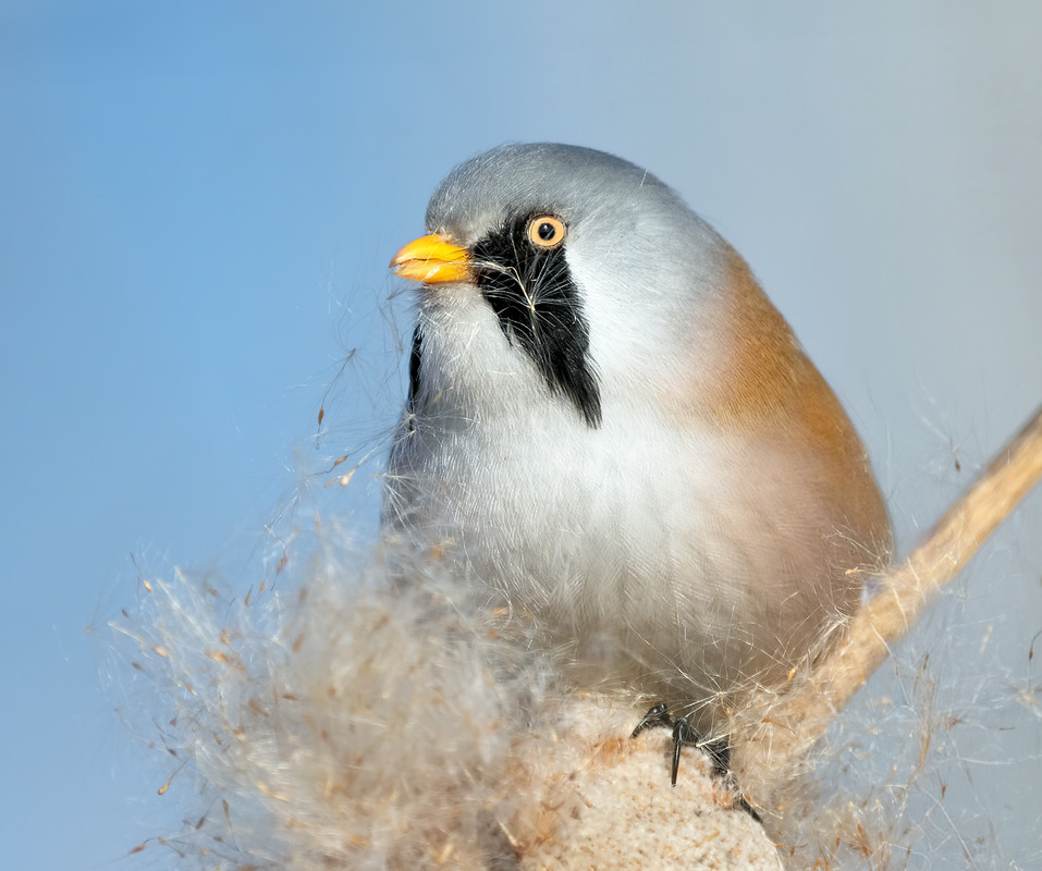 Фотографія Синиця вусата, самець (Panurus biarmicus) / Igor Chervonenko / photographers.ua