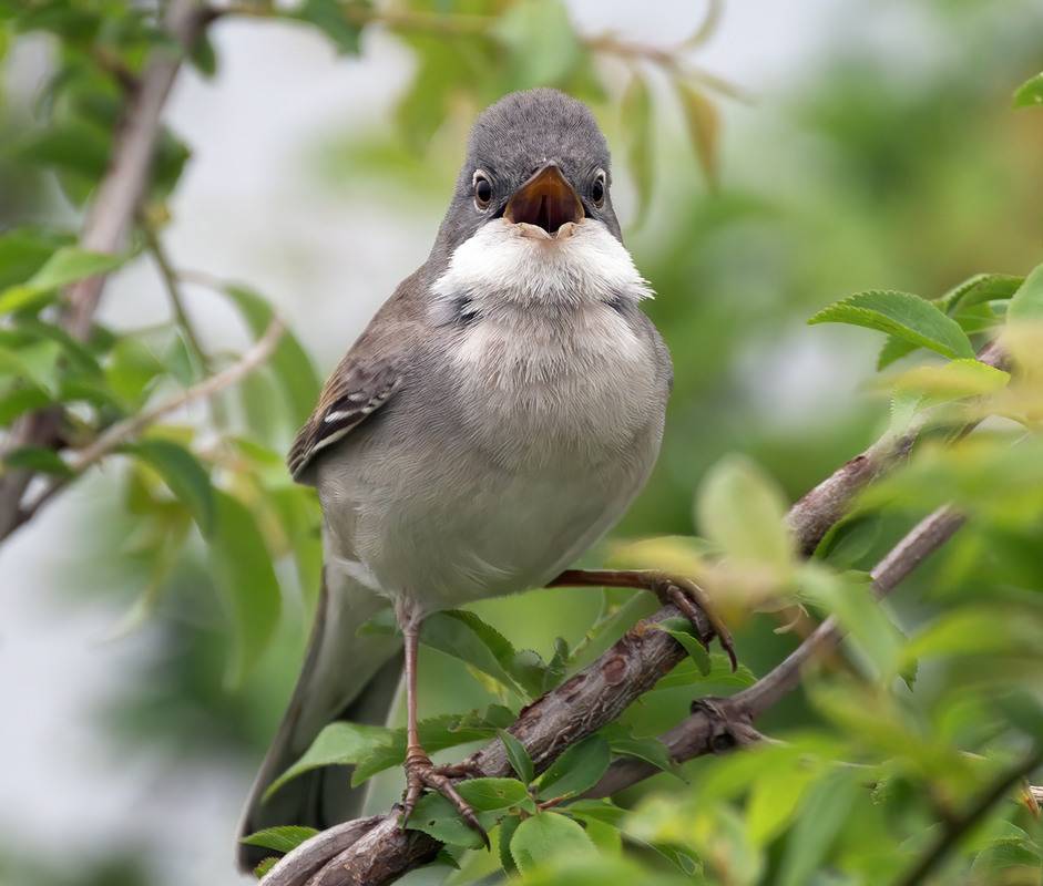 Фотографія Прима / Igor Chervonenko / photographers.ua