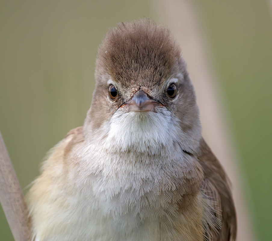 Фотографія WANTED / Igor Chervonenko / photographers.ua