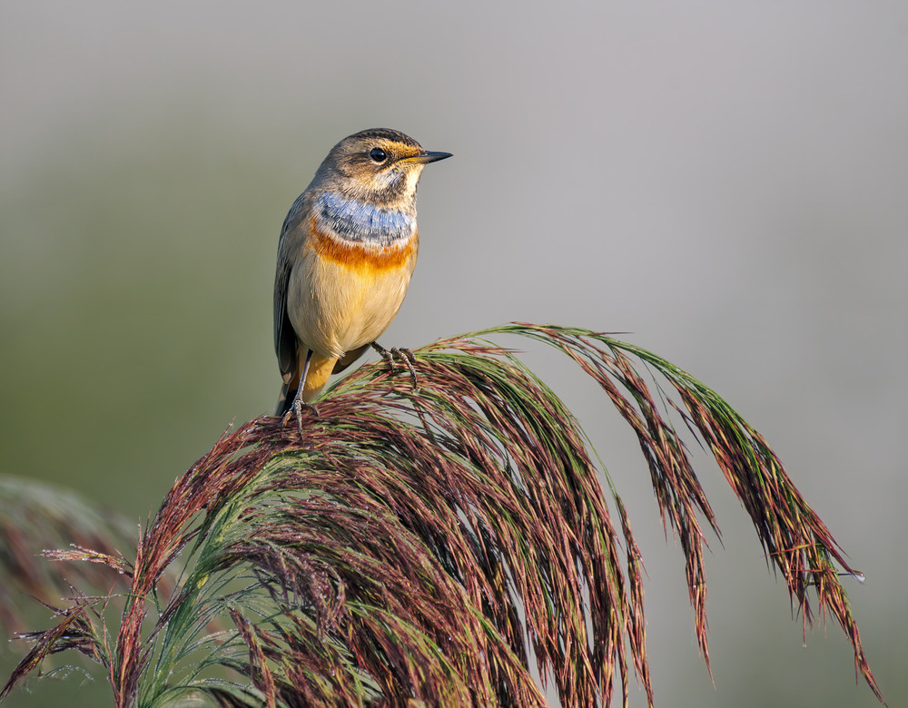 Фотографія Синьошийка (Luscinia svecica) / Igor Chervonenko / photographers.ua
