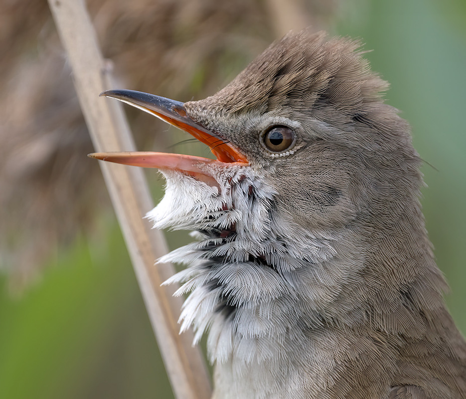 Фотографія Співун / Igor Chervonenko / photographers.ua