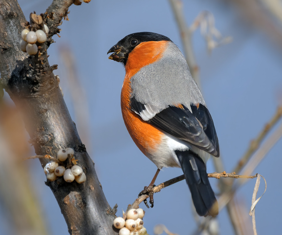 Фотографія Снігур (Pyrrhula pyrrhula) / Igor Chervonenko / photographers.ua
