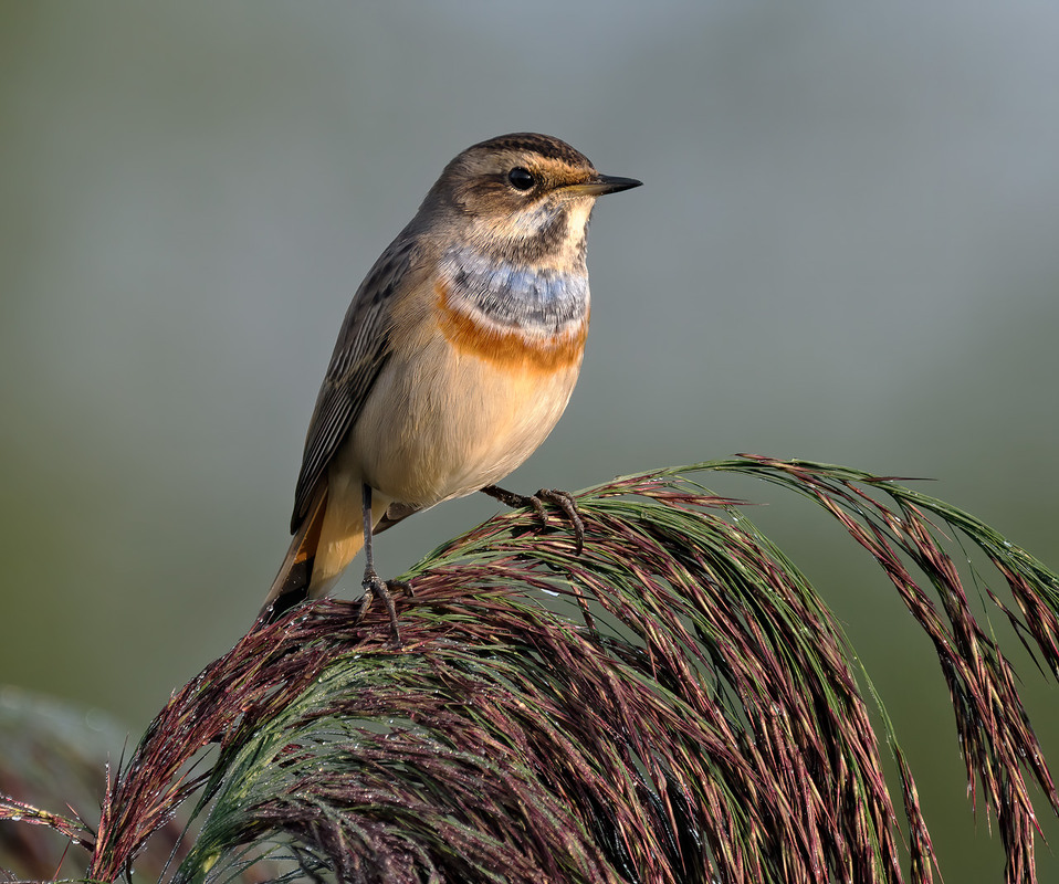 Фотографія Синьошийка (Luscinia svecica) / Igor Chervonenko / photographers.ua