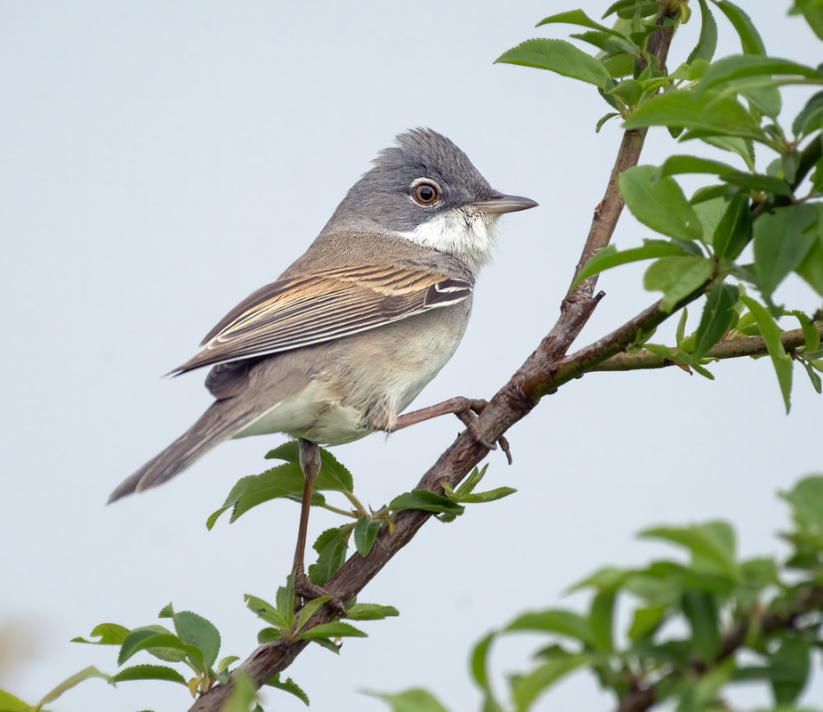Фотографія Кропив'янка сіра (Curruca communis) / Igor Chervonenko / photographers.ua