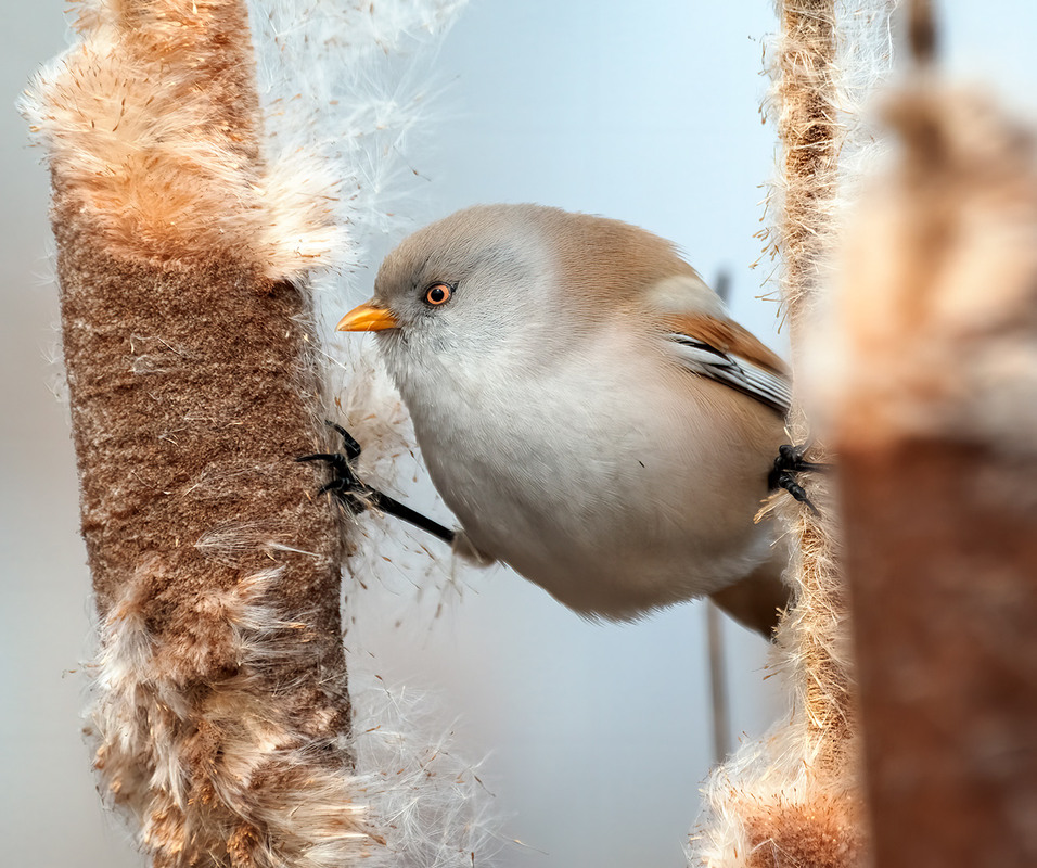 Фотографія Гімнастка / Igor Chervonenko / photographers.ua