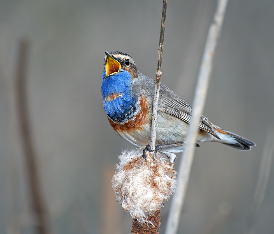 Фотографія Соліст весни / Igor Chervonenko / photographers.ua