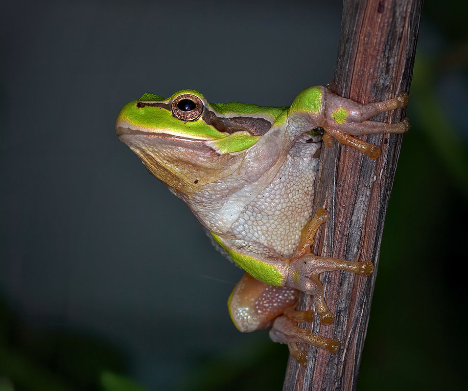 Фотографія Квакус :) / Igor Chervonenko / photographers.ua