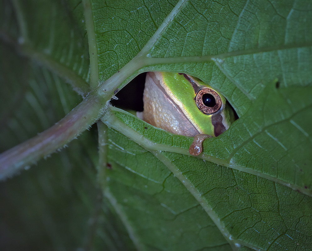 Фотографія Фотограф, а я тебе бачу! / Igor Chervonenko / photographers.ua