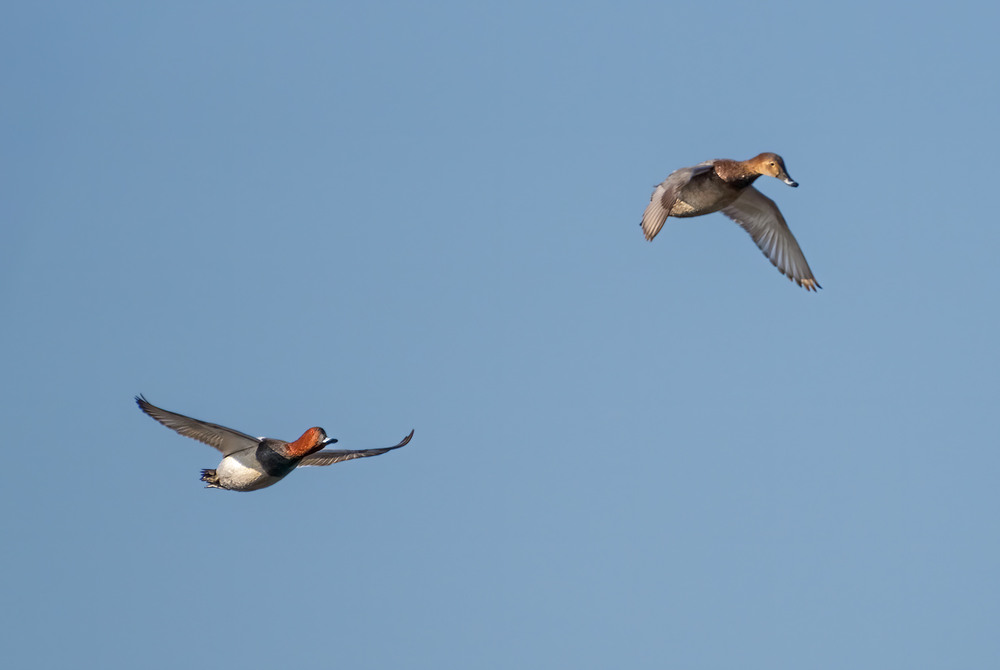Фотографія Ех! Як дожену... / Igor Chervonenko / photographers.ua