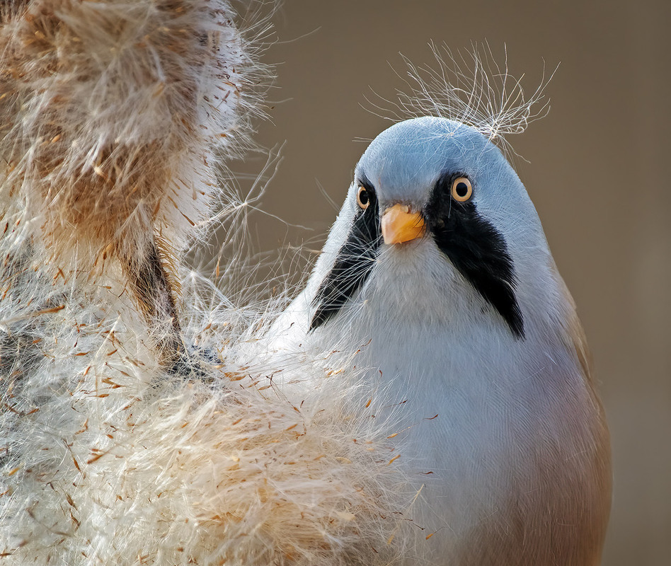 Фотографія Кличте його просто - ЦАР! / Igor Chervonenko / photographers.ua