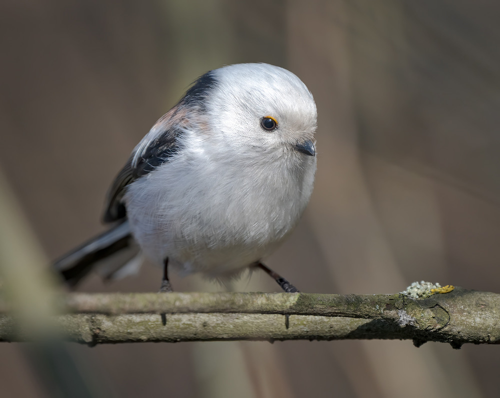 Фотографія Синиця довгохвоста (Aegithalos caudatus) / Igor Chervonenko / photographers.ua